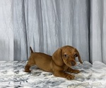 Small Photo #3 Dachshund Puppy For Sale in GREENWOOD, IN, USA