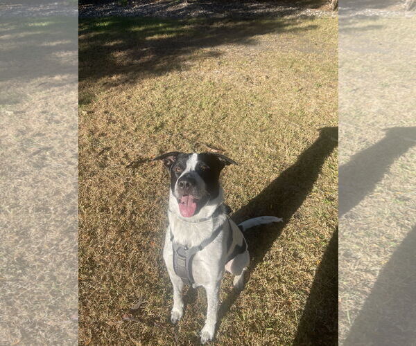 Medium Photo #7 Borador Puppy For Sale in Princeton, MN, USA