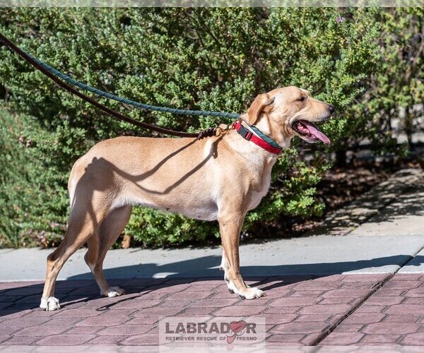 Medium Photo #1 Labrador Retriever-Unknown Mix Puppy For Sale in Clovis, CA, USA