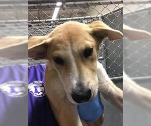 Labrador Retriever-Unknown Mix Dogs for adoption in Conroe, TX, USA