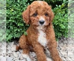 Small #3 Cavapoo (Miniature)