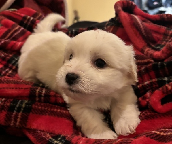 Medium Photo #1 Coton de Tulear Puppy For Sale in BIG RAPIDS, MI, USA