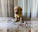 Puppy AKC Leo Golden Retriever