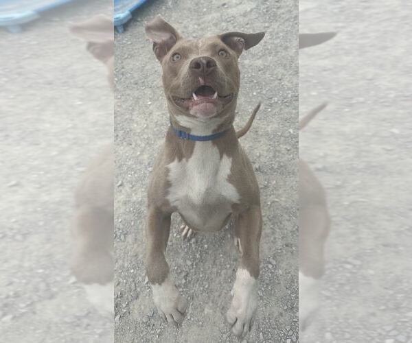 Medium Photo #4 American Pit Bull Terrier Puppy For Sale in Evansville, IN, USA