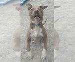 Small #3 American Pit Bull Terrier
