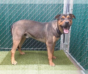 Shepweiller Dogs for adoption in Downey, CA, USA