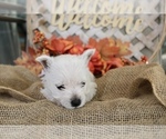 Small #11 West Highland White Terrier