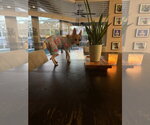 Small #4 Rat Terrier