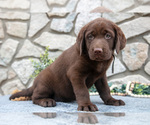 Image preview for Ad Listing. Nickname: Litter of 5