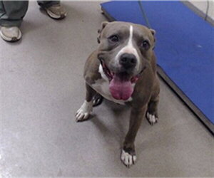 American Staffordshire Terrier Dogs for adoption in Denver, CO, USA