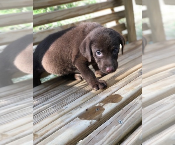 Medium Photo #18 Labrador Retriever Puppy For Sale in SPENCER, TN, USA