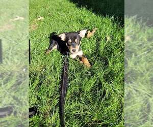 Medium Australian Shepherd-Boxer Mix