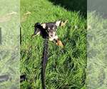 Small Australian Shepherd-Boxer Mix