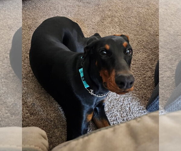 Medium Photo #7 Doberman Pinscher Puppy For Sale in Buffalo, MN, USA