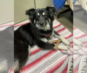 Australian Shepherd-Unknown Mix Dogs for adoption in Estherville, IA, USA