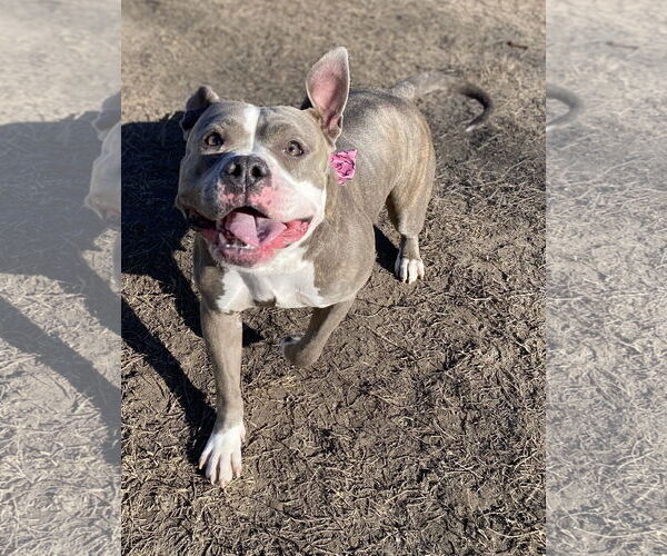 Medium Photo #3 American Bulldog-Unknown Mix Puppy For Sale in Virginia Beach, VA, USA