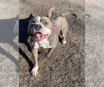 Small #2 American Bulldog Mix