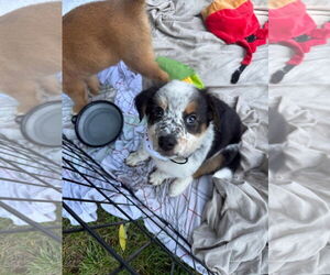 Mutt Dogs for adoption in Stephens City, VA, USA