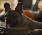 Small #2 French Bulldog