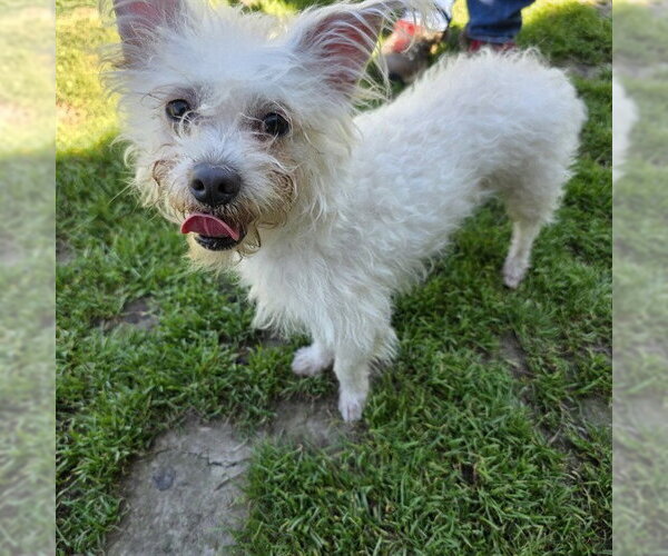 Medium Photo #1 Mutt Puppy For Sale in Long Beach, CA, USA