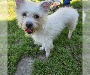 Mutt Dogs for adoption in Long Beach, CA, USA