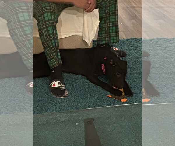 Medium Photo #2 Mutt Puppy For Sale in Sheboygan, WI, USA