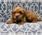 Small Photo #10 Cavapoo Puppy For Sale in LAKELAND, FL, USA