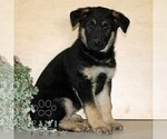 Small #2 German Shepherd Dog