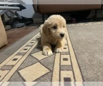 Small Photo #9 Goldendoodle (Miniature) Puppy For Sale in RALEIGH, NC, USA