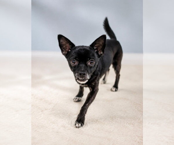 Medium Photo #2 Chihuahua-Unknown Mix Puppy For Sale in Canton, CT, USA