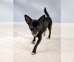 Small #1 Chihuahua Mix