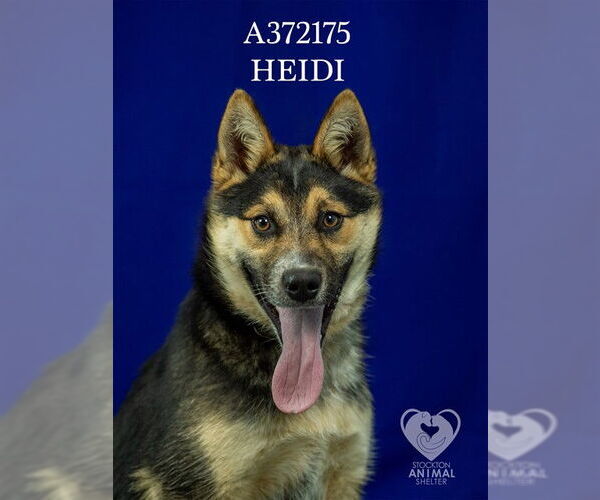 Medium Photo #2 Mutt Puppy For Sale in Stockton, CA, USA