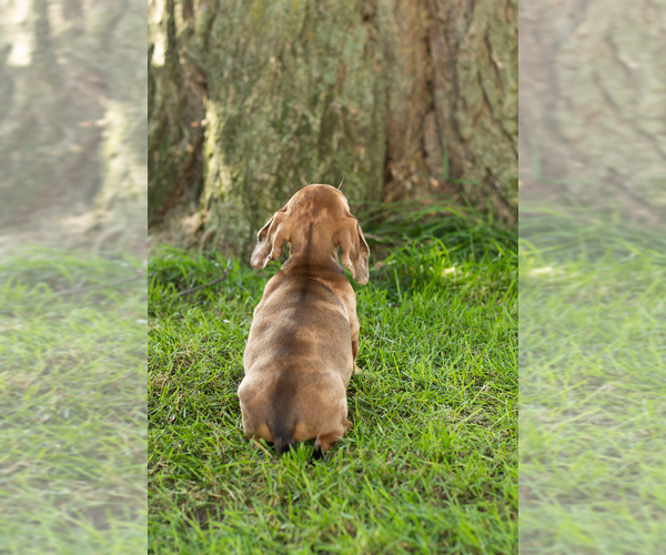 Medium Photo #4 Dachshund Puppy For Sale in BREMEN, IN, USA