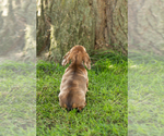 Small Photo #35 Dachshund Puppy For Sale in BREMEN, IN, USA