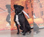 Small #6 American Pit Bull Terrier-Red Heeler Mix