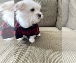 Small #3 Maltese