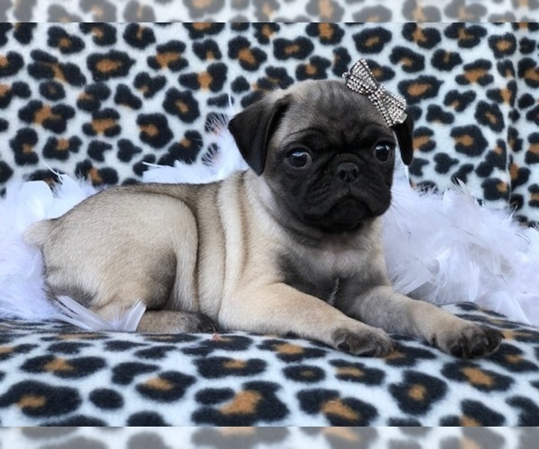 Medium Photo #15 Pug Puppy For Sale in LAKELAND, FL, USA