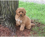 Image preview for Ad Listing. Nickname: Benny