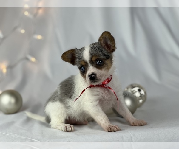 Medium Photo #1 Chorkie Puppy For Sale in HOUSTON, TX, USA