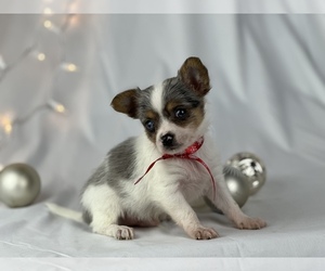 Chorkie Puppy for sale in HOUSTON, TX, USA