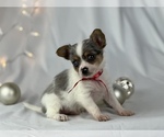 Small Photo #1 Chorkie Puppy For Sale in HOUSTON, TX, USA