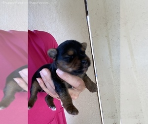 Yorkshire Terrier Puppy for sale in SIERRA VISTA, AZ, USA