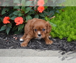 Puppy Dover Cavalier King Charles Spaniel
