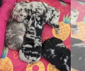 French Bulldog Puppy for sale in GLEN BURNIE, MD, USA