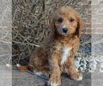 Small Photo #12 Cavapoo Puppy For Sale in CELINA, OH, USA