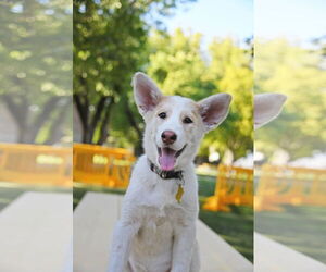 Huskies -Unknown Mix Dogs for adoption in Sandy, UT, USA