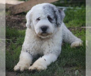 Father of the Old English Sheepdog puppies born on 03/26/2023