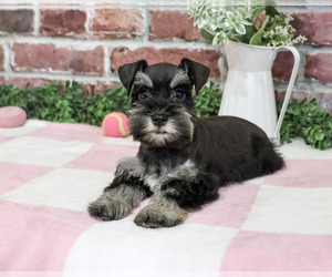 Schnauzer (Miniature) Puppy for sale in SYRACUSE, IN, USA