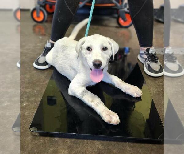 Medium Photo #1 Labrador Retriever-Unknown Mix Puppy For Sale in Rockwall, TX, USA