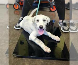 Labrador Retriever-Unknown Mix Dogs for adoption in Rockwall, TX, USA